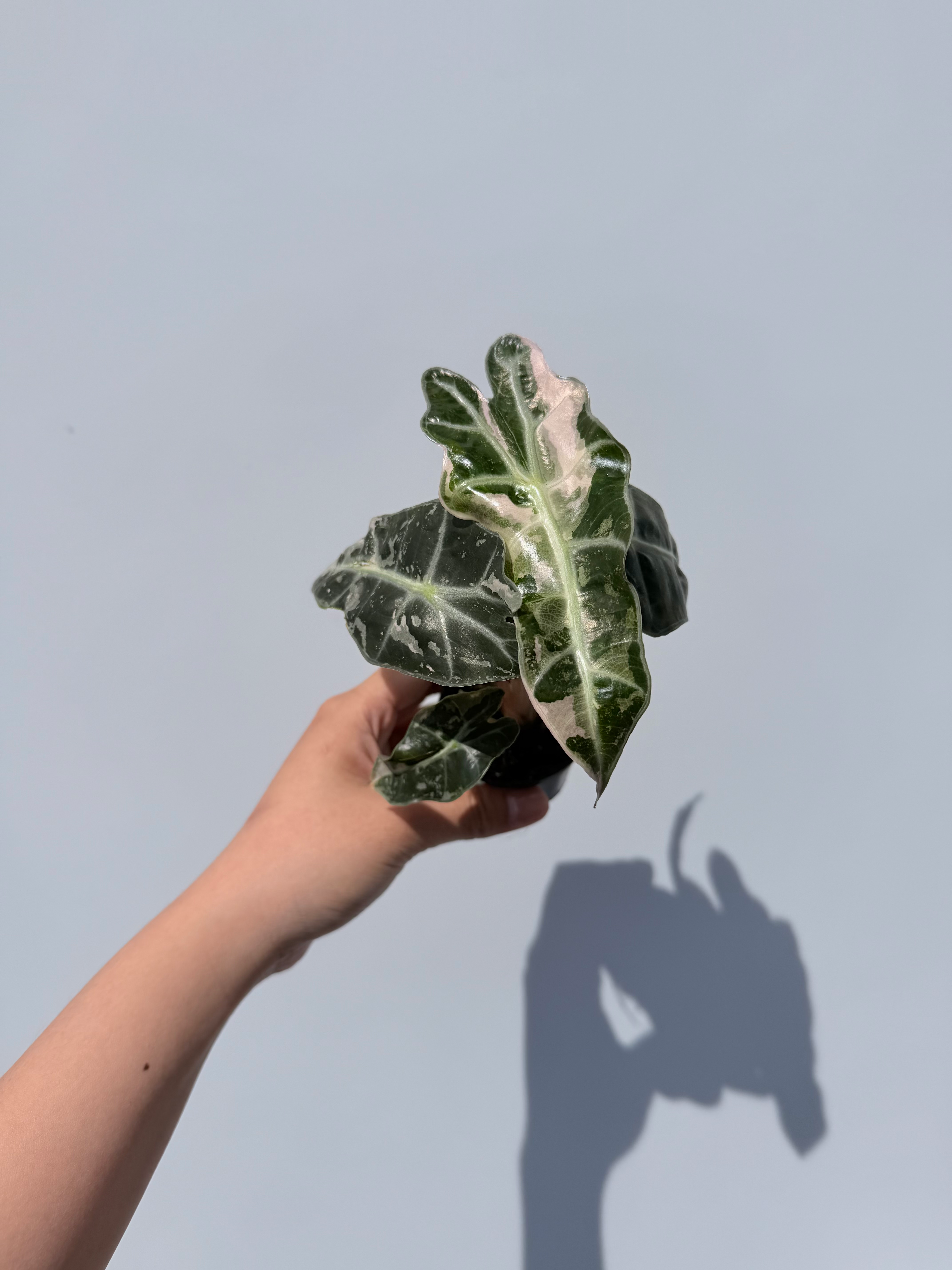 Alocasia amazonica 'Variegata' #4 - Pickup only