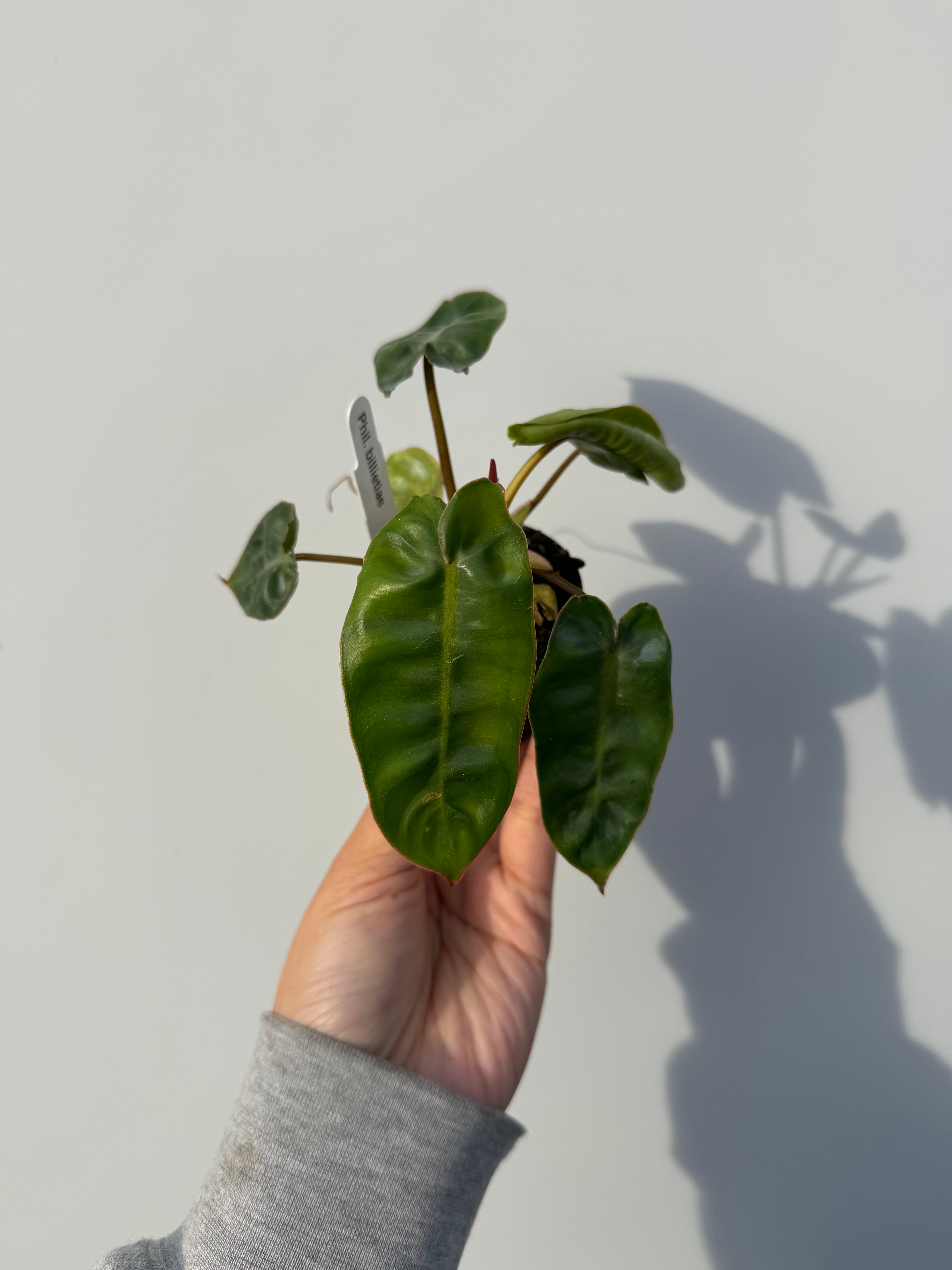 Phil. billietiae - Pickup only