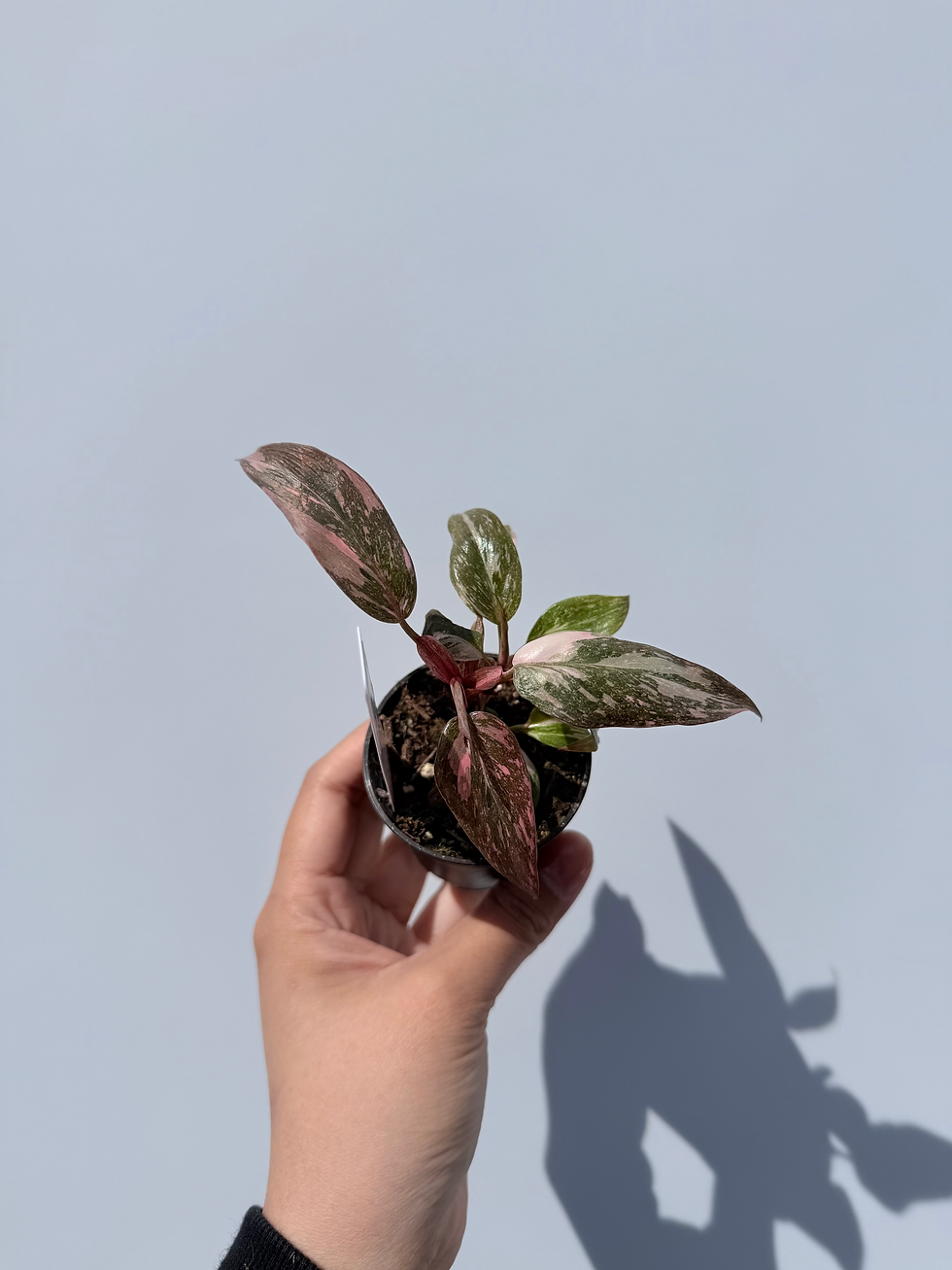 Thumbnail: Philodendron 'Pink Princess Marble' - Pickup only