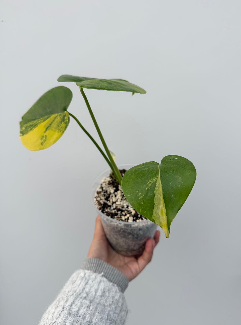 Thumbnail: Monstera deliciosa 'Aurea'  - pickup only