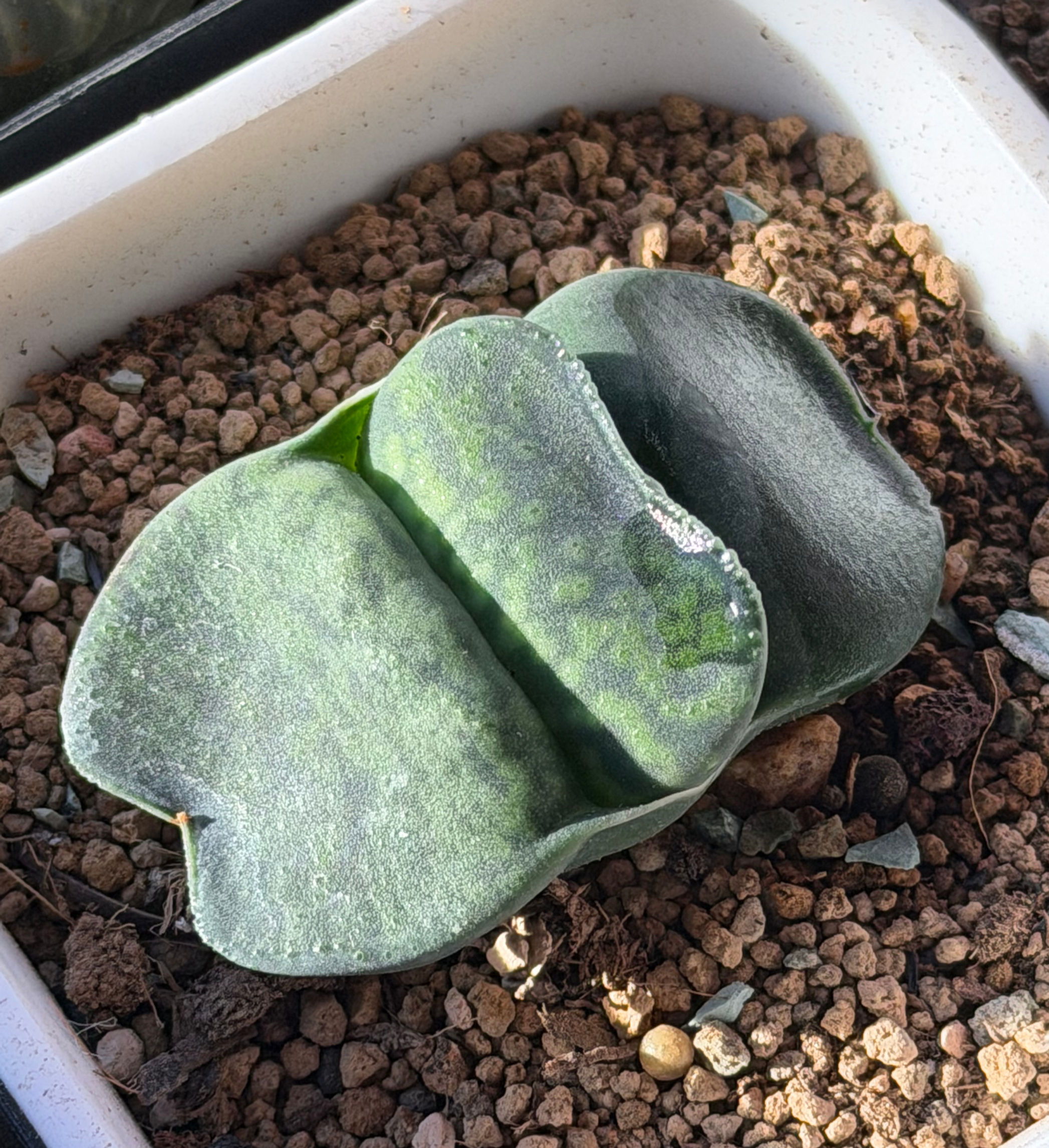 Gasteria Hybrid Seed-grown