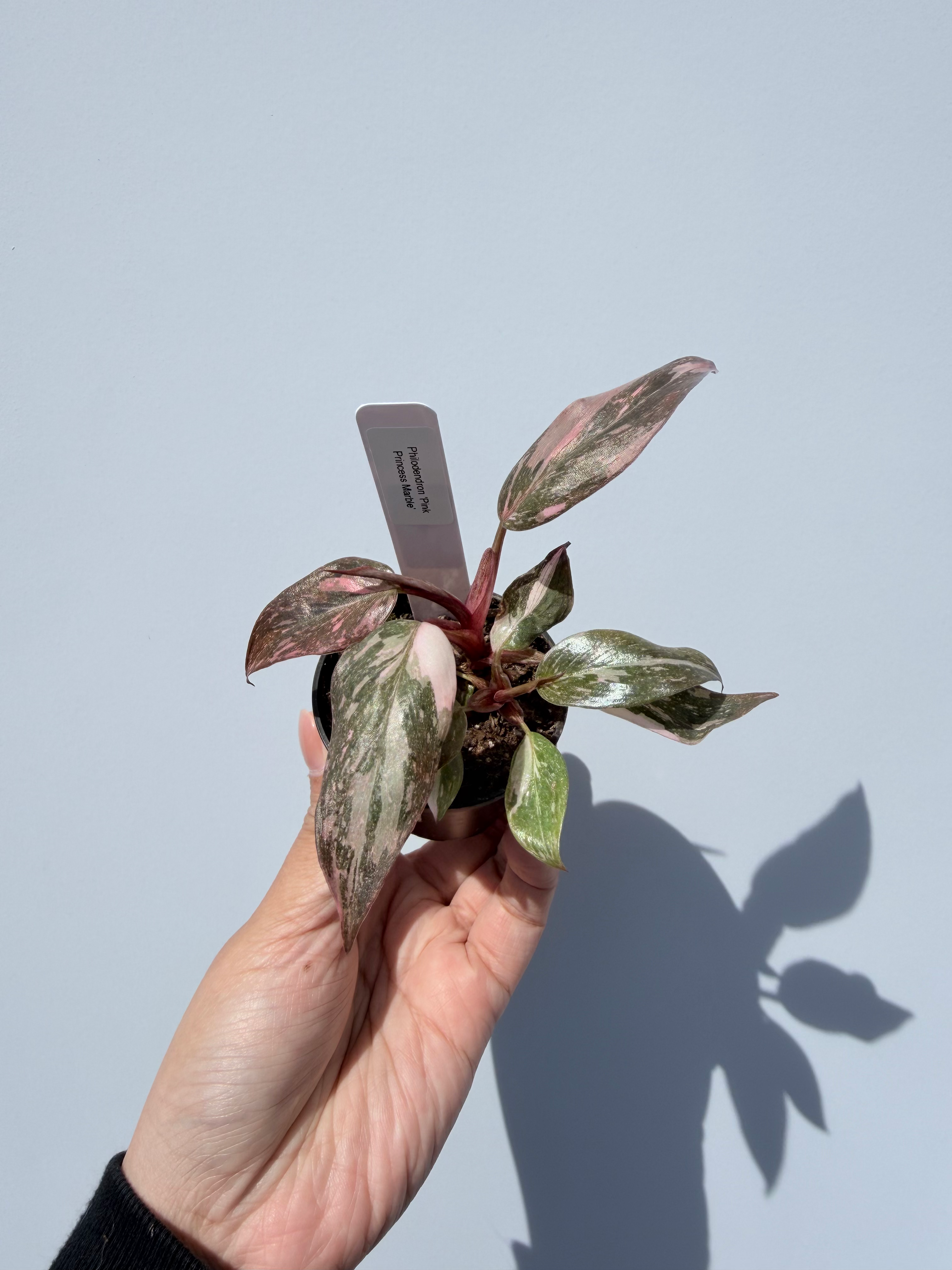 Philodendron 'Pink Princess Marble' - Pickup only
