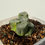 Thumbnail: Haworthia maughani 'Hanabishi' Varigated