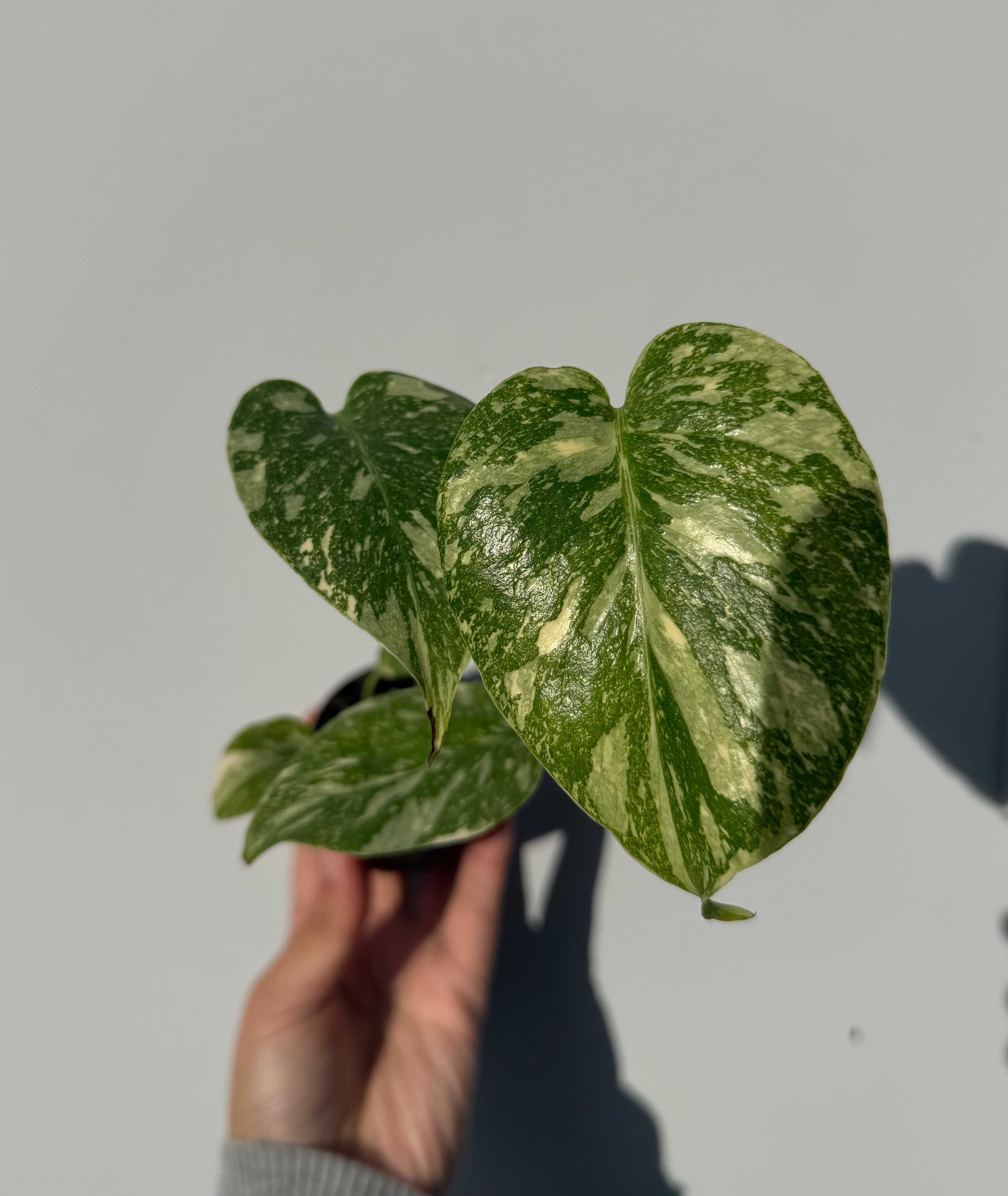 Monstera del. 'Thai Constellation' - Pickup only