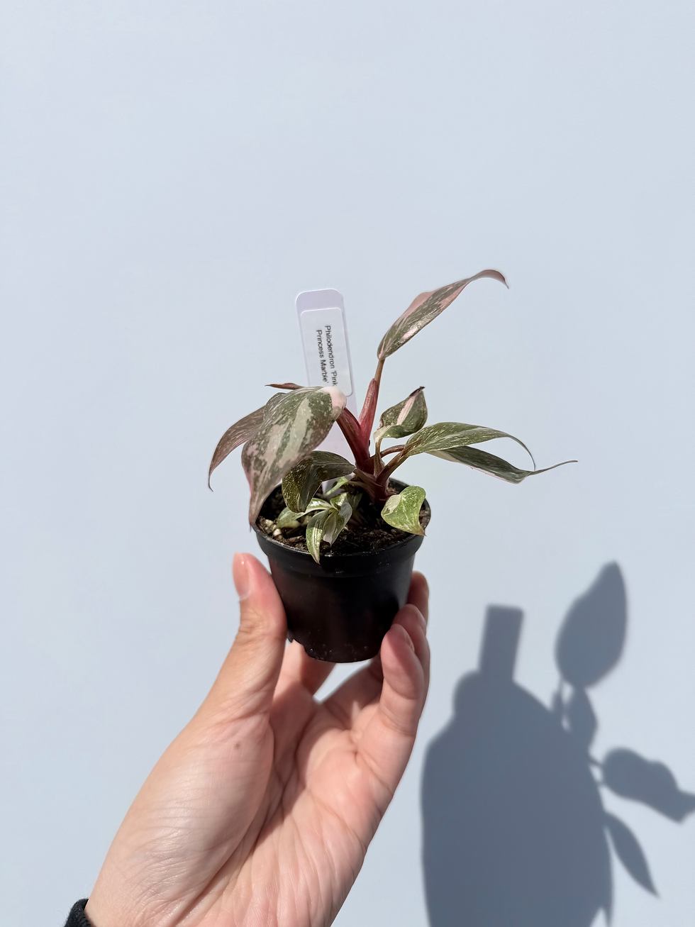 Thumbnail: Philodendron 'Pink Princess Marble' - Pickup only