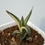 Thumbnail: Haworthia Tessellata Mystery Variegated