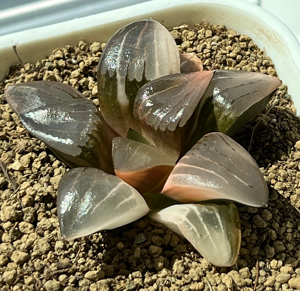 Thumbnail: Haworthia cv. ‘Aboukyuu’ Variegated