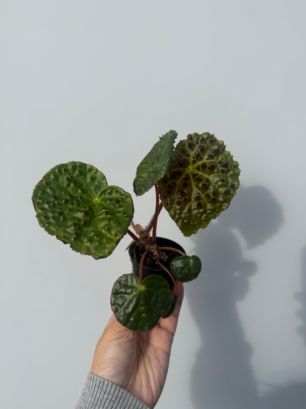 Thumbnail: Begonia ferox - Pickup only