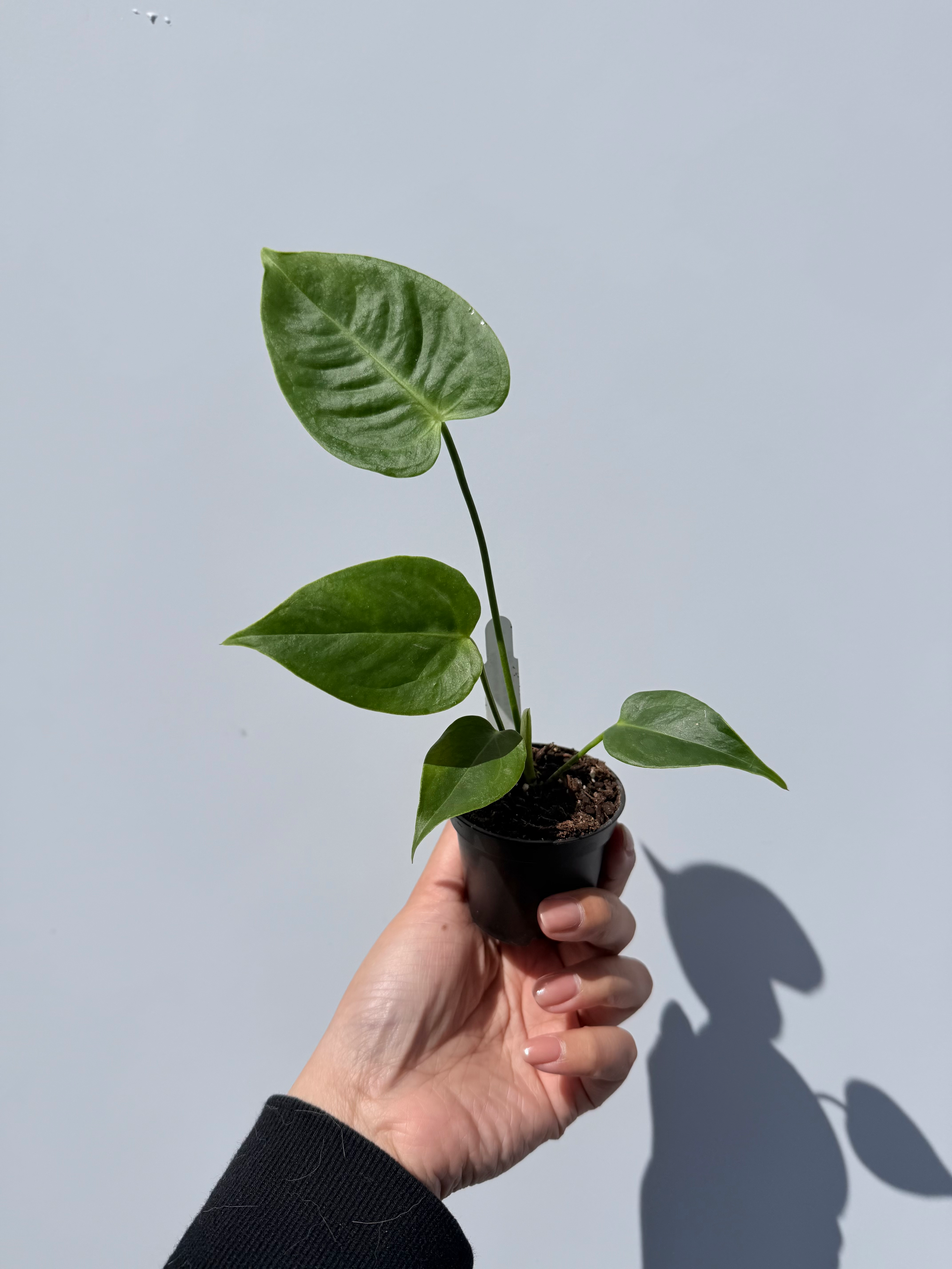 Anthurium veitchii - pickup only