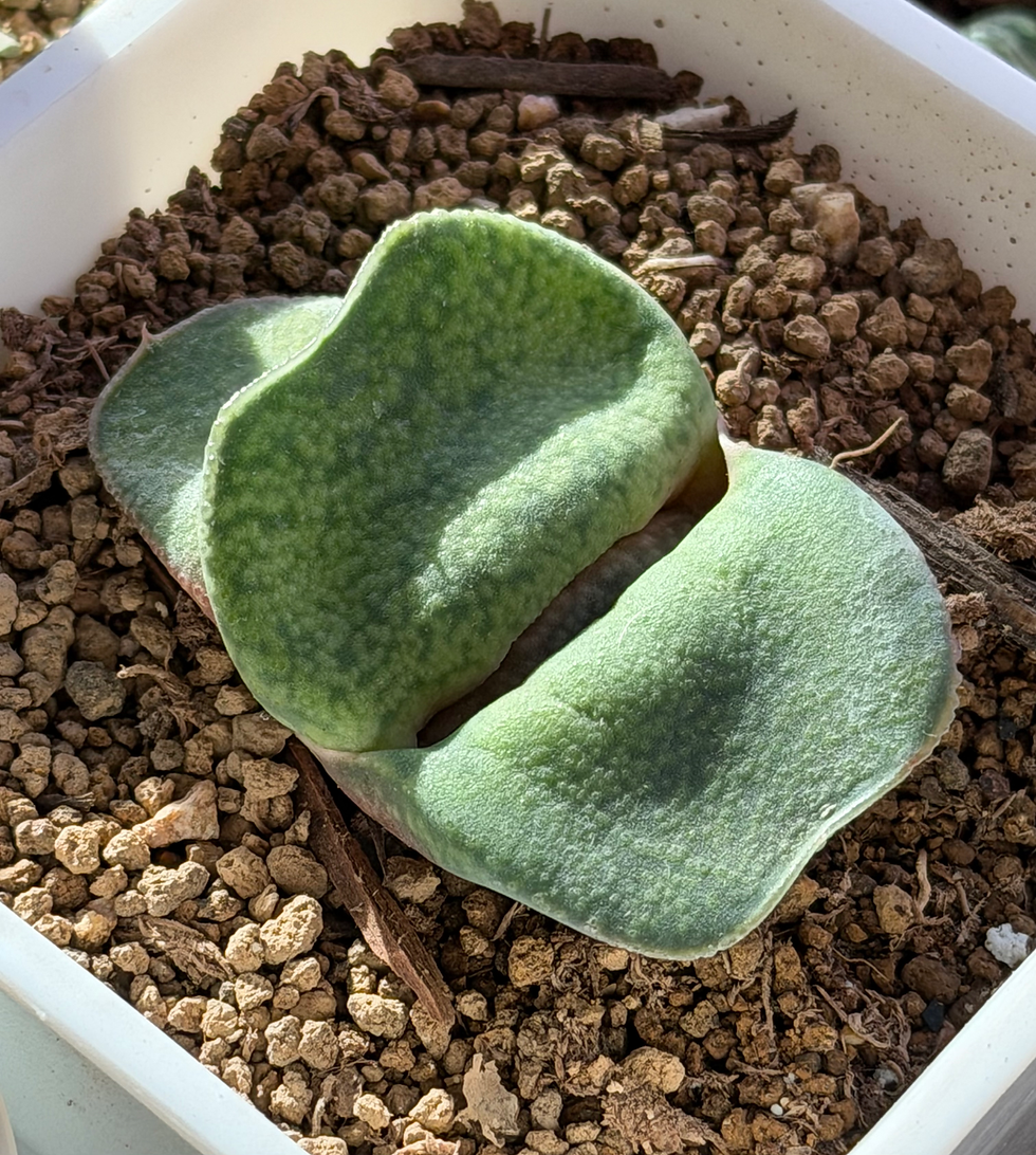 Thumbnail: Gasteria Hybrid Seed-grown