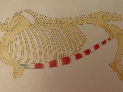 "Mein Pferd zickt immer beim Satteln!"