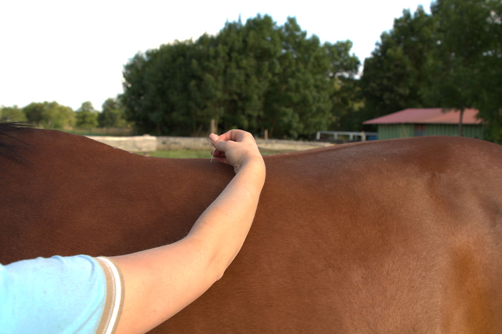TCM-Therapeut für Hunde und Pferde