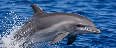 São Miguel Whale & Dolphin Watching