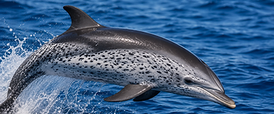 São Miguel Whale Watching