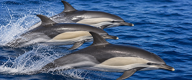 São Miguel Whale & Dolphin Watching
