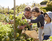 Home Gardening