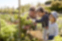 Home Gardening Healthy Living