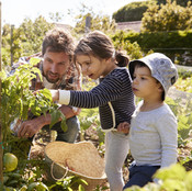 Home Gardening