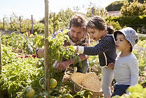 Home Gardening