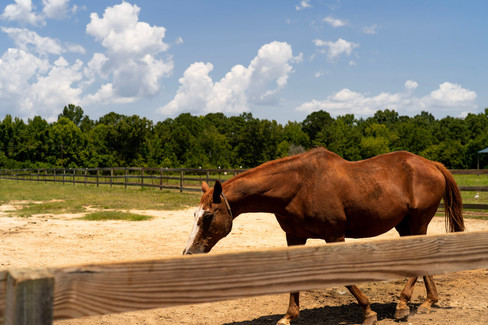 horse-wateree-correctional