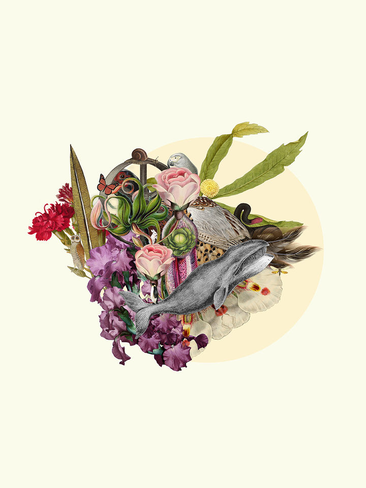 collage mane fuentealba