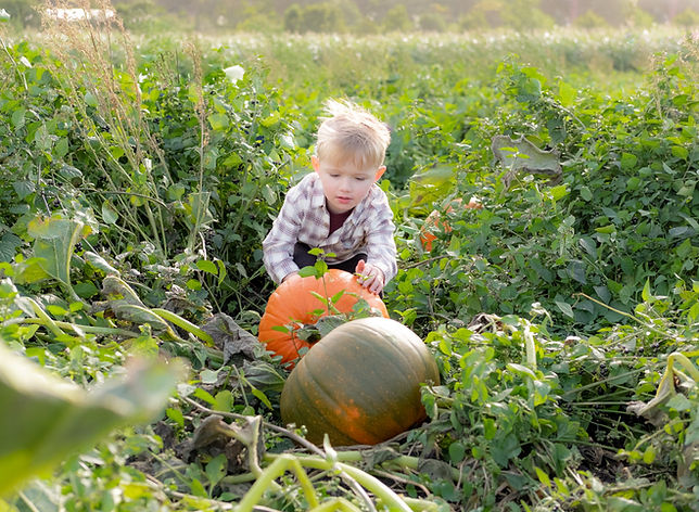 Pumpkin, pumpkins, pumpkin picking, photoshoot, photographer, pumpkin picking photoshoot