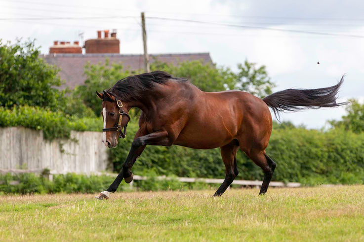 Belardo ADE24509a web.jpg