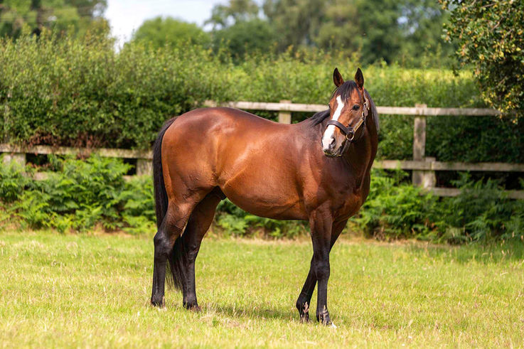 Belardo ADE24655a web.jpg