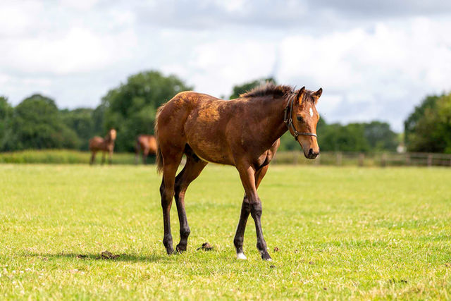 Gallery ADE24342a web.jpg