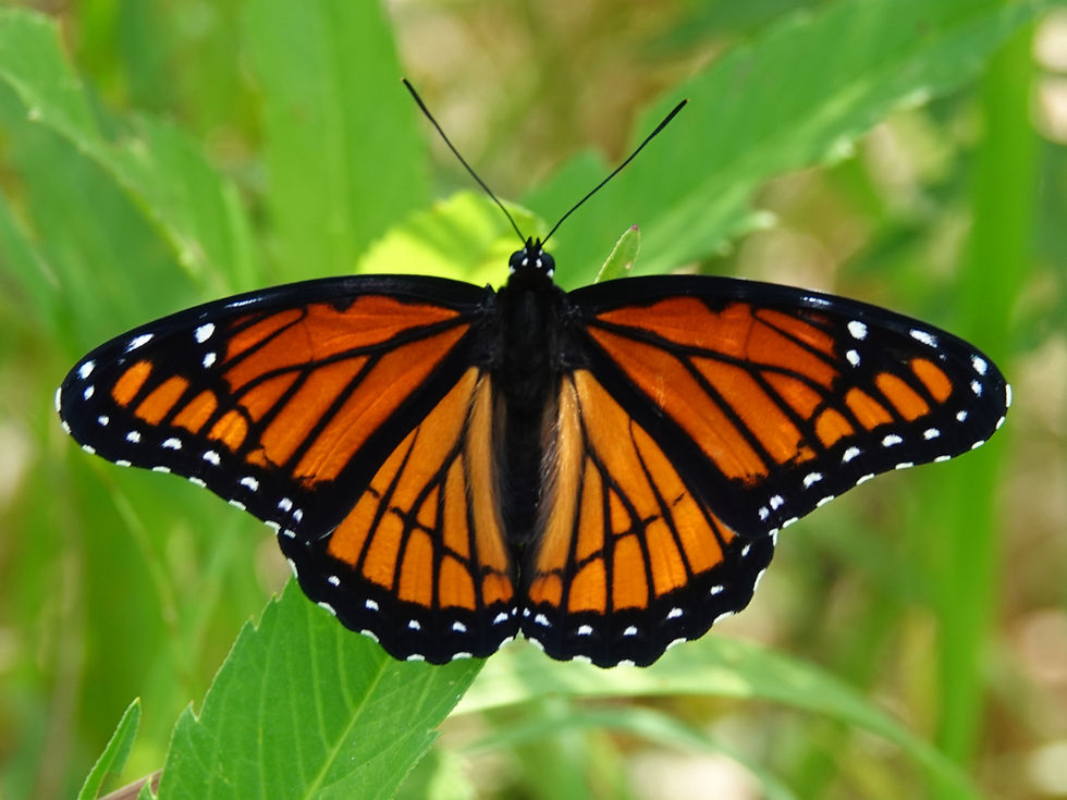 Viceroy butterfly with opened wings