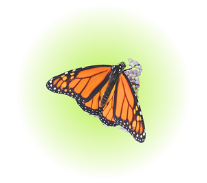 Monarch butterfly on a green gradient background