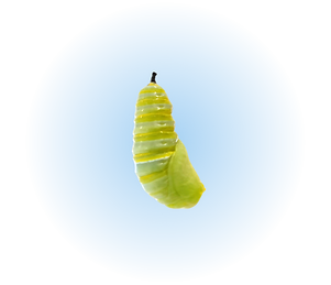 Monarch chrysalis on a blue gradient background