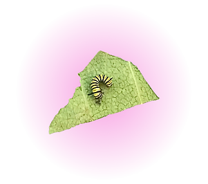 Second instar monarch caterpillar on milkweed leaf with a pink gradient background