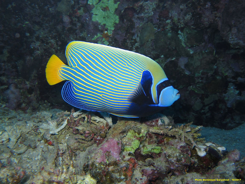 Emperor angelfish