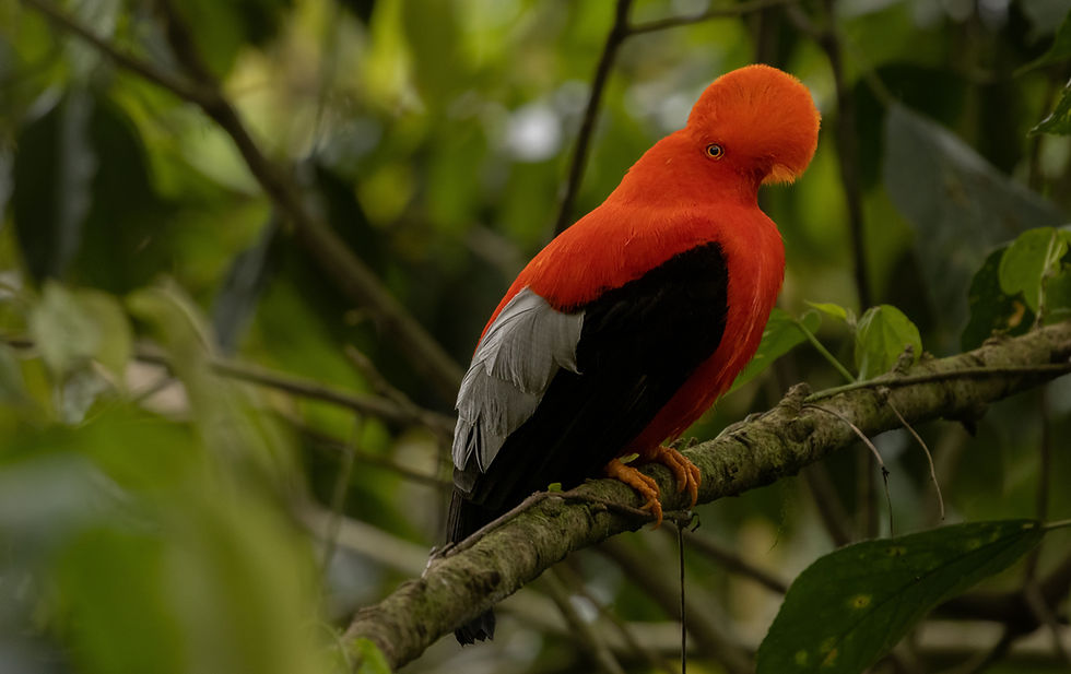 Andean Cock-of-the-Rock