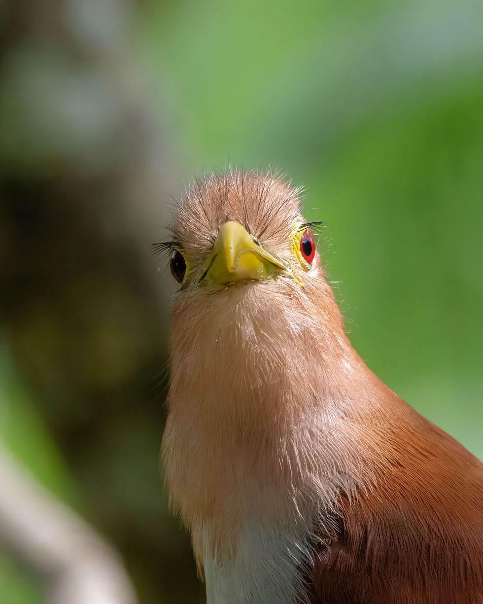 Squirrel Cuckoo at La Isabela