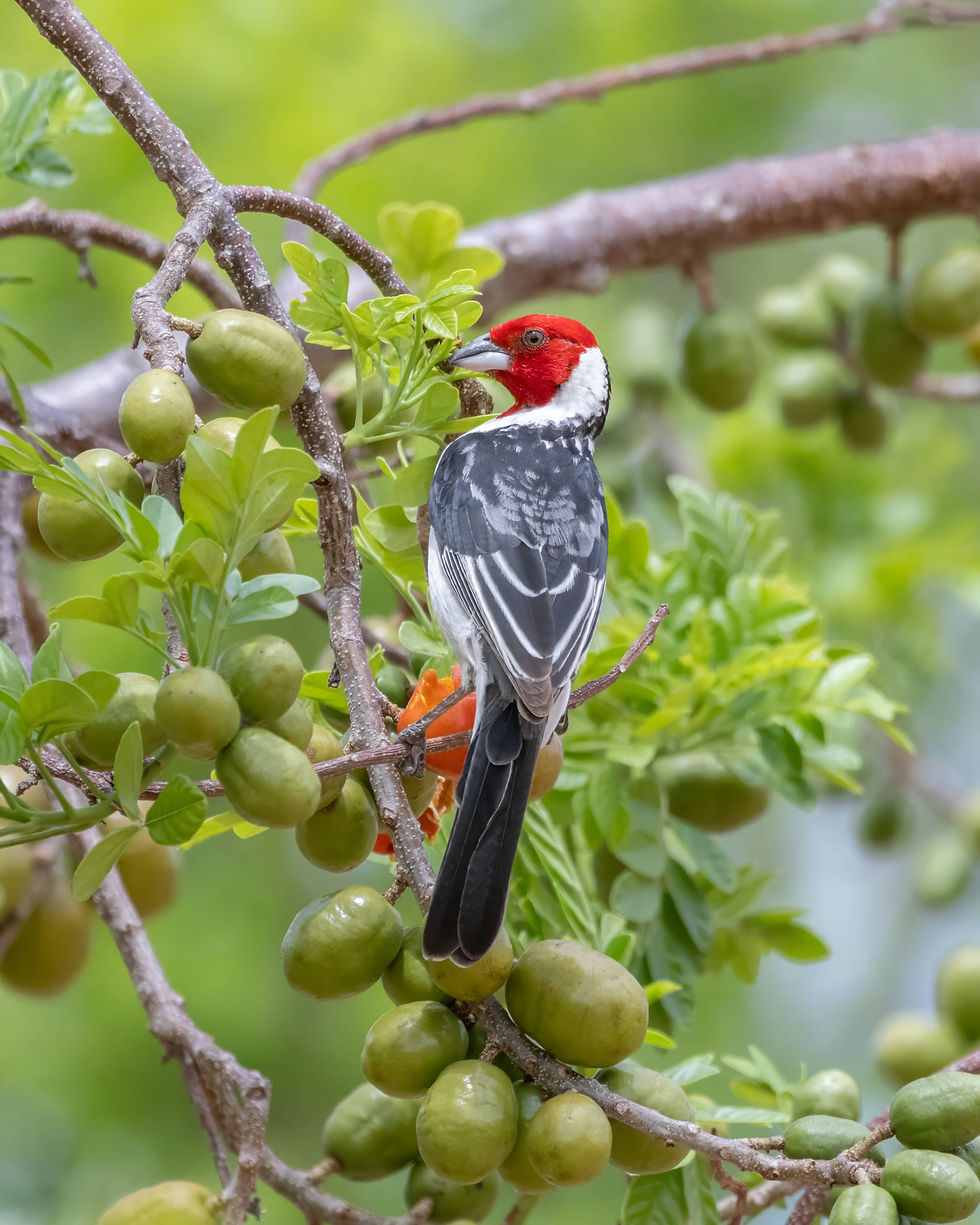 Red-cowled Cardinal, photo by Alejandro Pinto