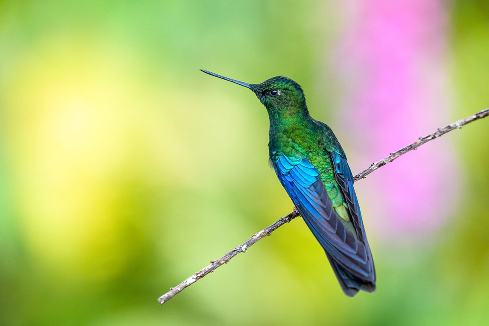 Great Sapphirewing by Paul Reinstein