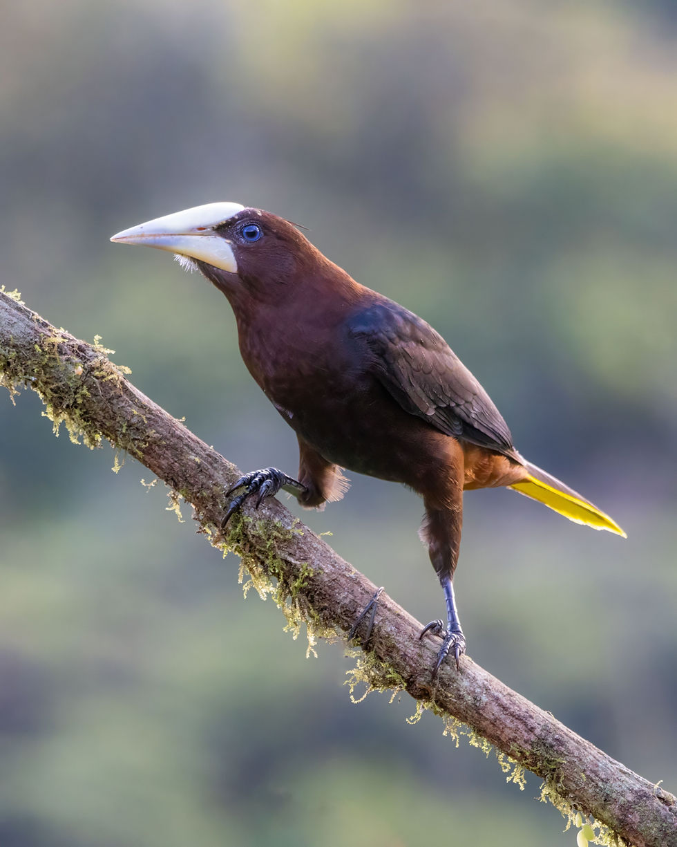 Chestnut-headed Oropendola at finca el Toche