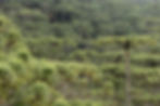 Araucaria forest, photo by Alejandro Pinto