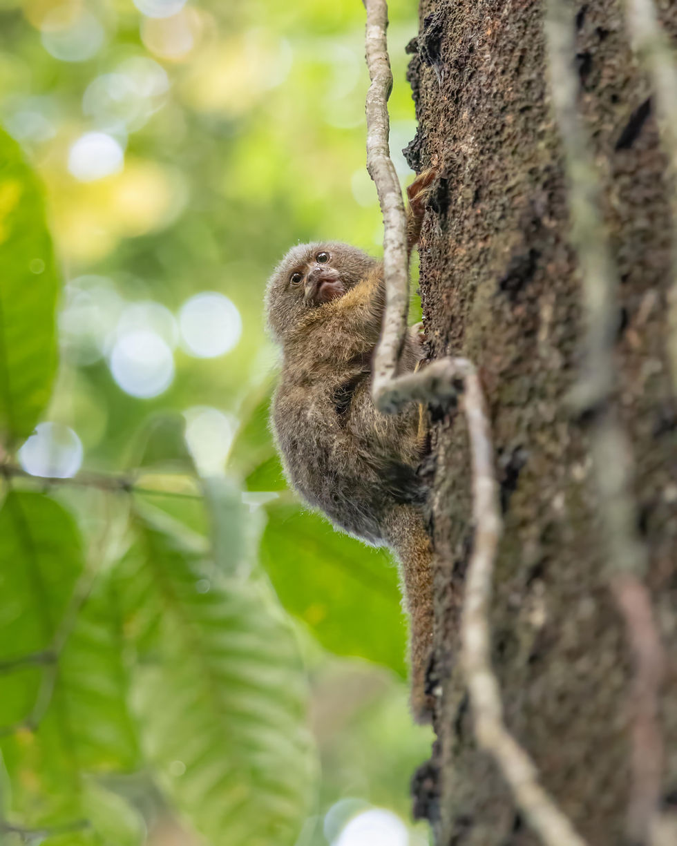 Pygmy Marmoset, photo by Alejandro Pinto