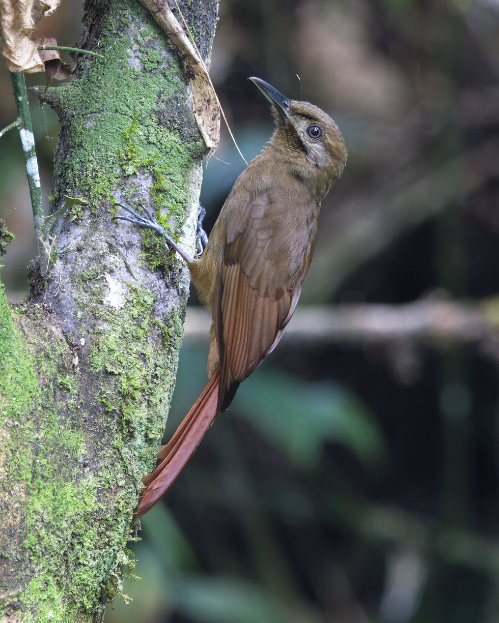 Plain-brown Woodcreeper, photo by: Alejandro Pinto