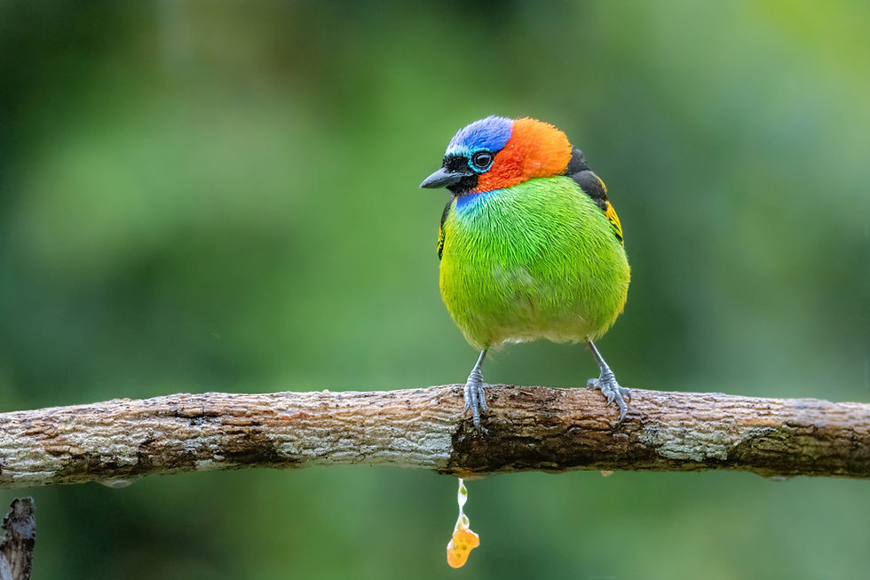 Birding Brazil's Atlantic Forest: 320 species Across Serra do Mar and Mantiqueira