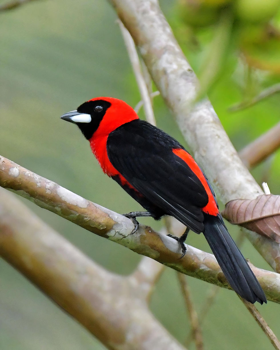 Masked-crimson Tanager, photo by Scott Clark