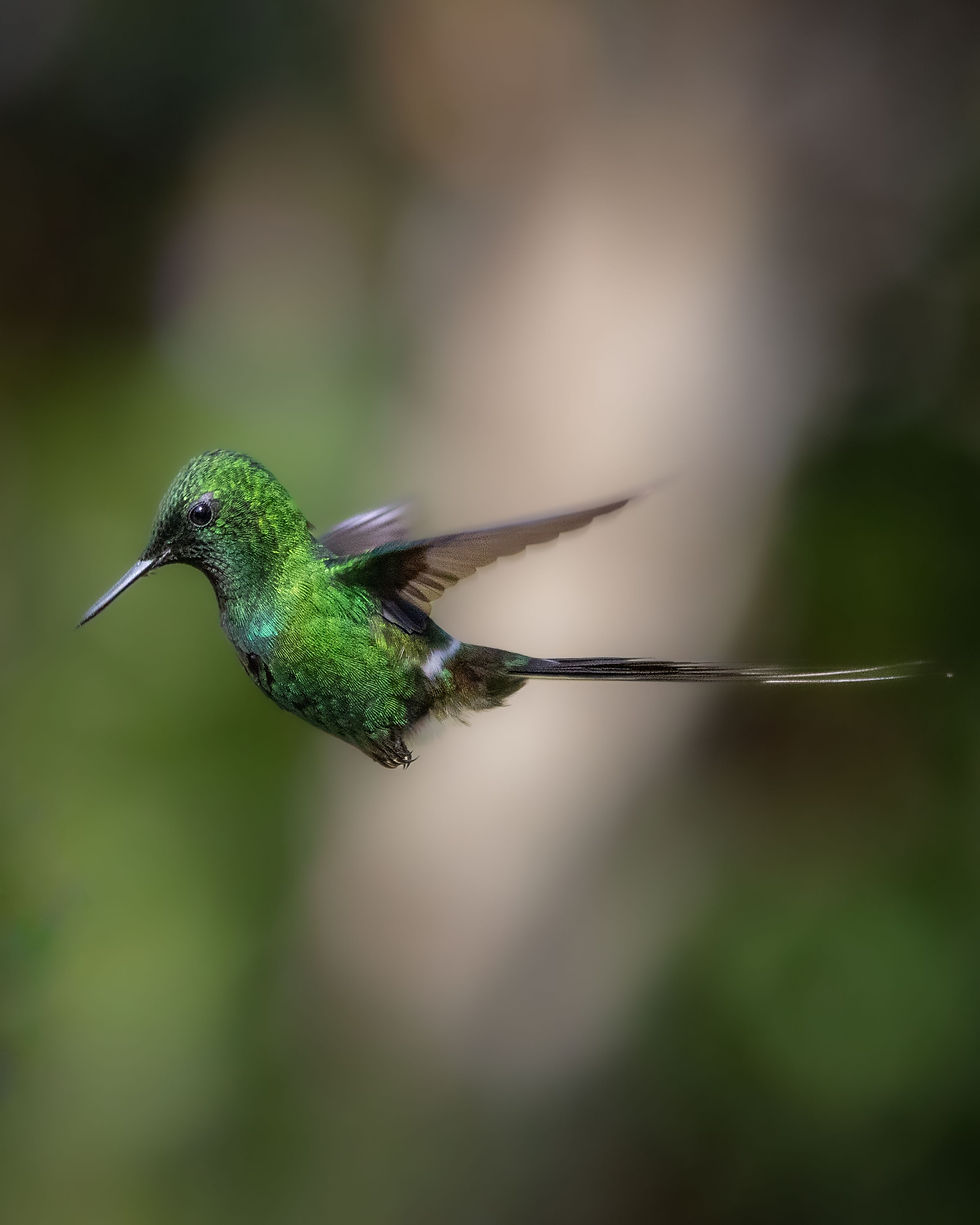Green Thorntail at La Isabela