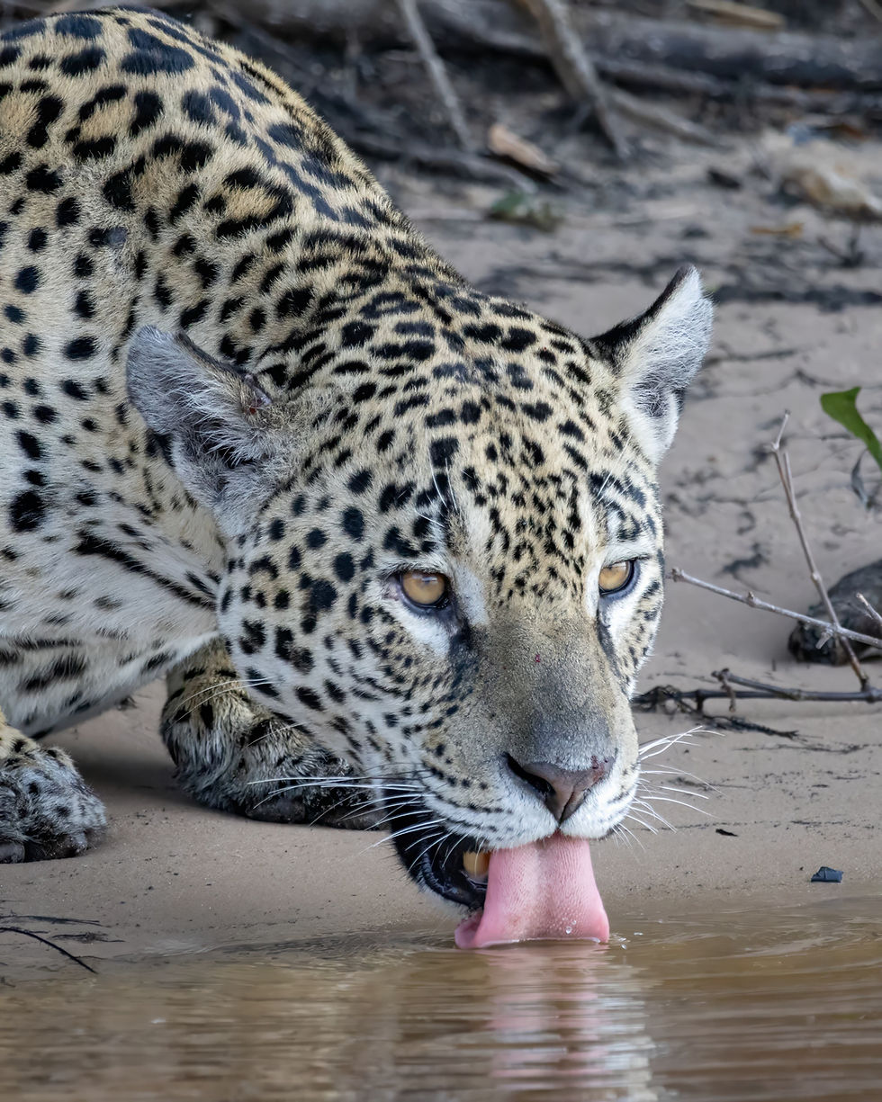 Jaguar, photo by: Alejandro Pinto