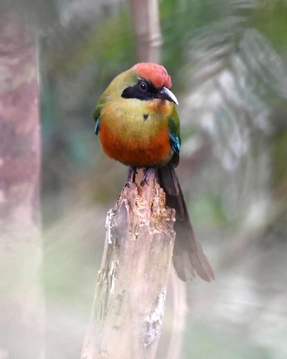 Rufous-capped Motmot, photo by: Liz Harper