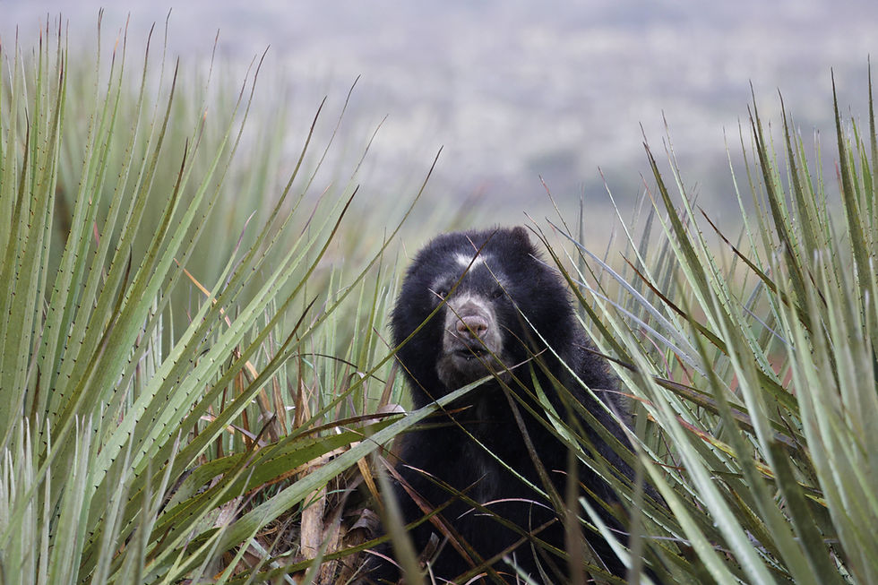 Surrounded by Puya, its favorite food. photo by Alejandro Pinto