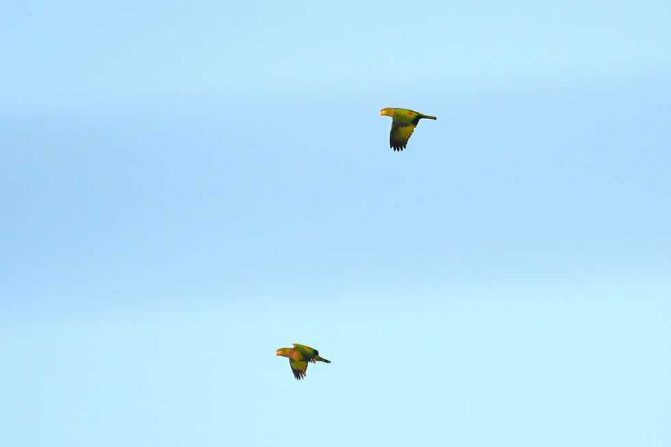 Vinaceous-breasted Parakeet, photo by: Liz Harper