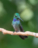 Blue-chested Hummingbird